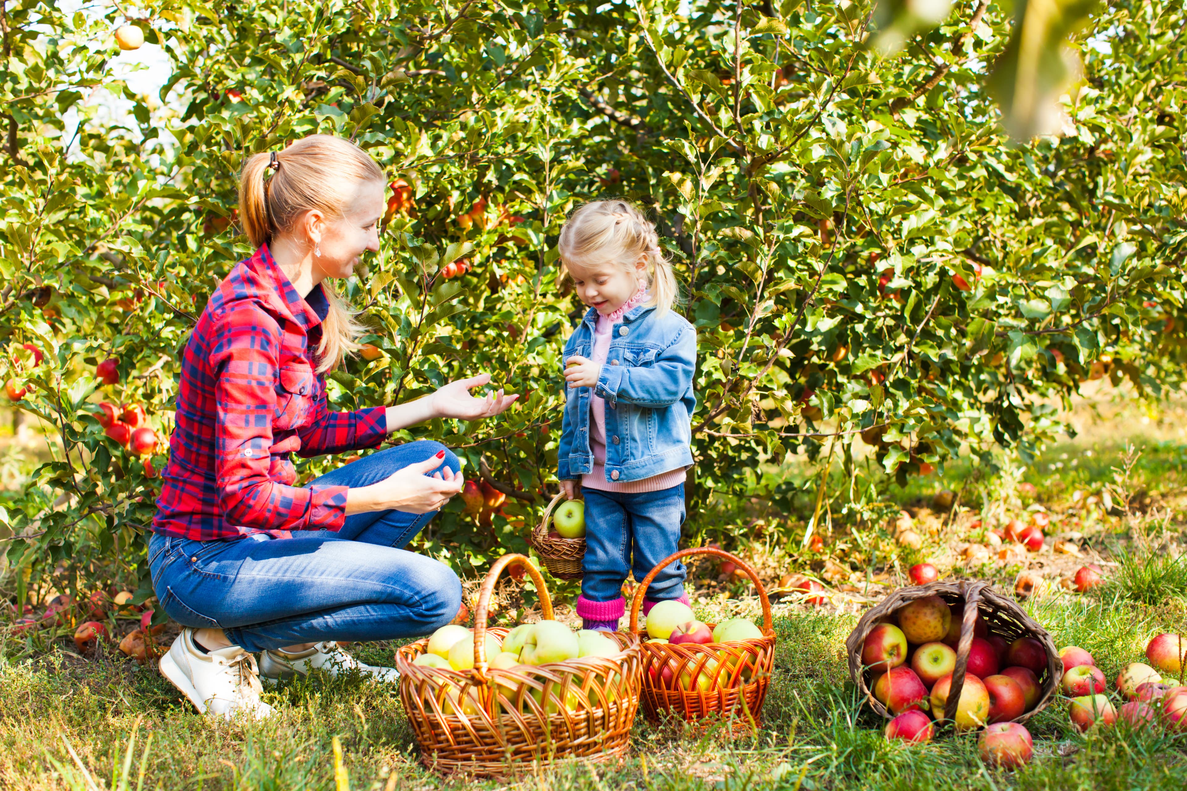 A mother kneels beside her young daughter in an apple orchard, baskets of freshly picked apples at their feet.